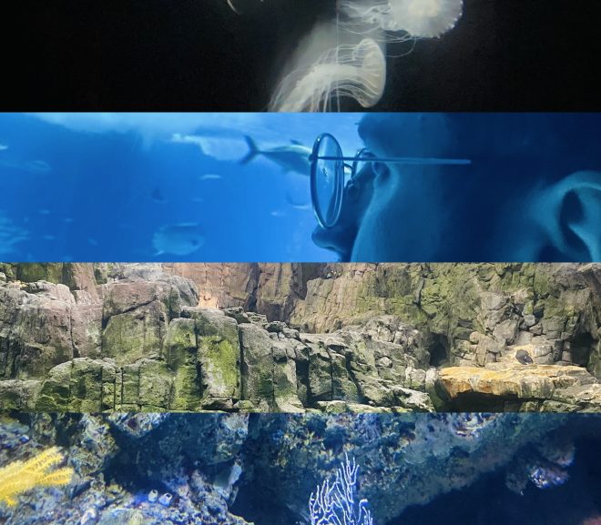 LISABONOS akvariumas Oceanário de Lisboa: ką verta žinoti?